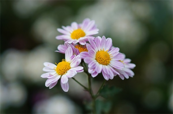 男孩起名:两个字好听的莫姓男孩名字大全