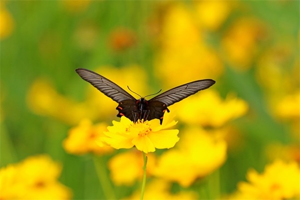 小名乳名大全:羊年宝宝起小名方法