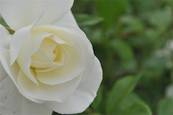 周易起名:女孩名字试试这些经典搭配