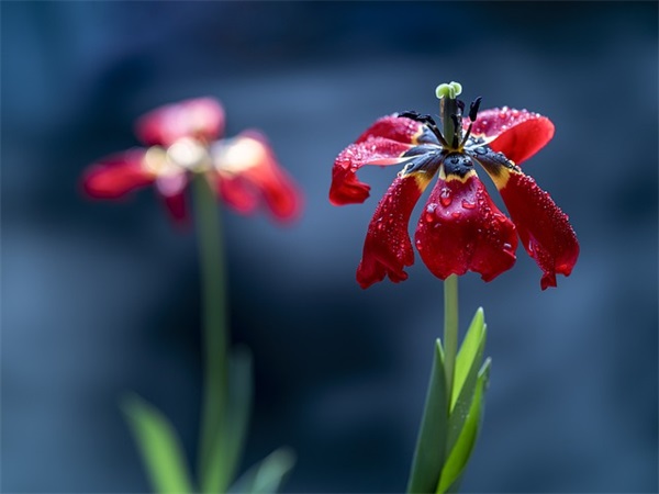 百家姓取名大全:马姓的来源