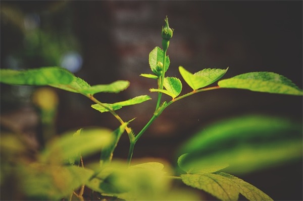 百家姓起名:萧姓男孩名字如何起名更好