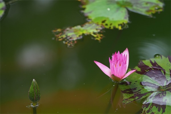 甜美温柔的女孩名字