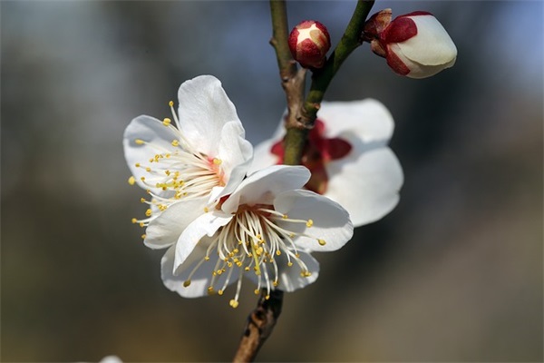 属龙的取名禁忌