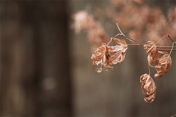 百家姓起名:刘姓女孩起名禁忌
