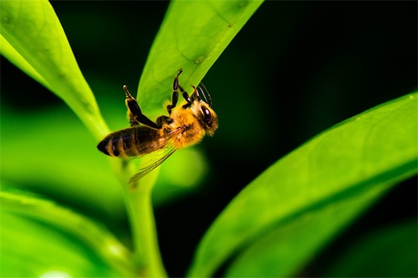 女孩起名优雅大方诗经