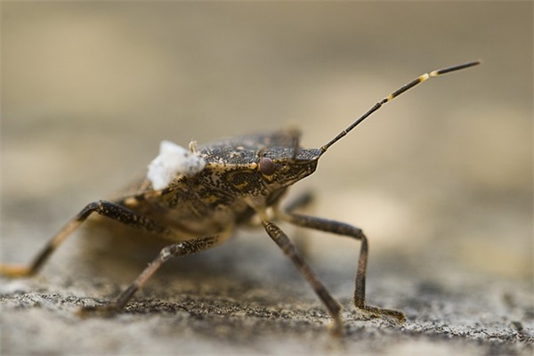 名字中有一个金字