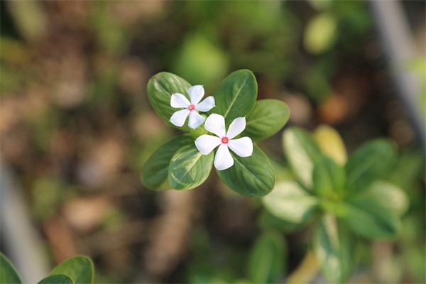 北姓男孩名字大全-姓北男孩名字大全