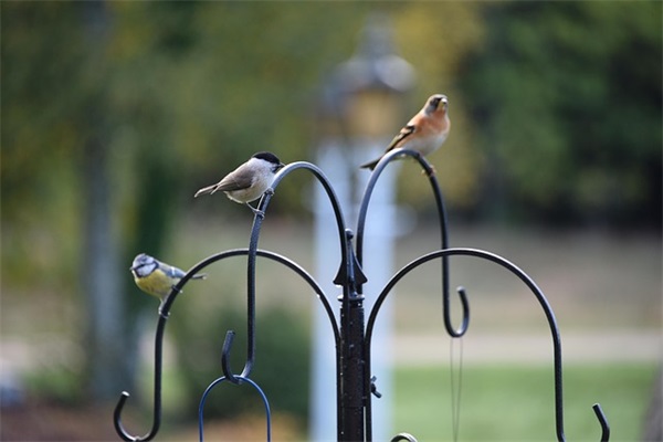 百家姓取名大全:张姓猴宝宝取名