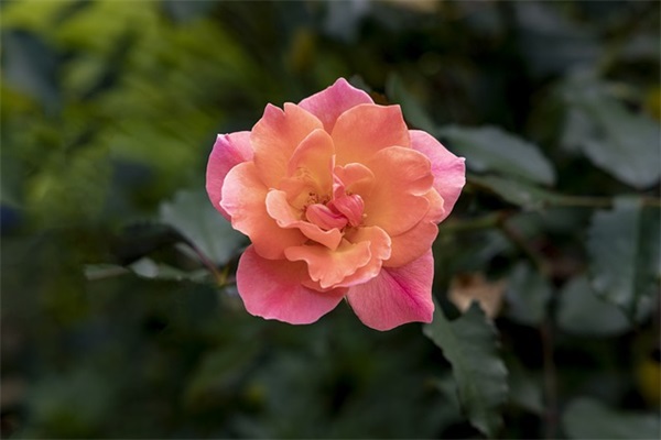 百家姓取名:周姓起名大全