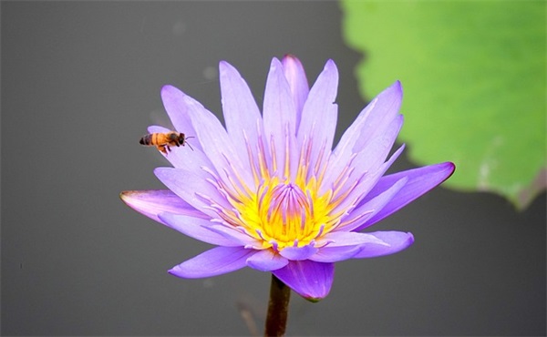 百家姓取名大全:姜姓女孩名字