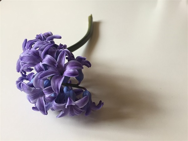 小名大全 羊年出生的孩子怎么取小名