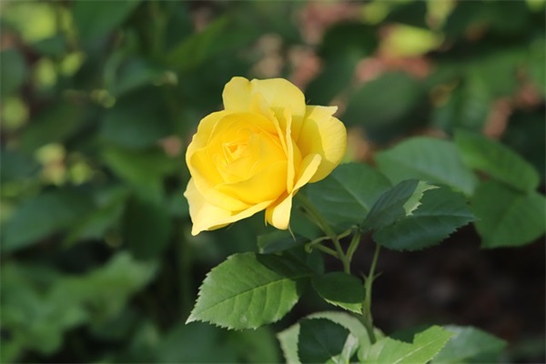 元旦将至 属羊的宝宝小名大集合