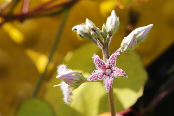 女孩名字大全:覃姓女孩名字大全