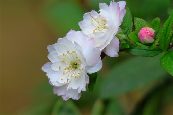 二月猴宝宝取名忌用部首