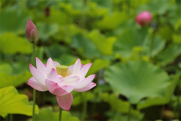 姓白的宝宝名字大全