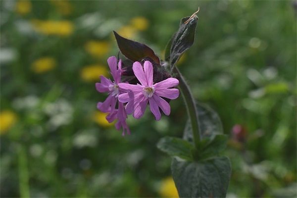 装店名好听又招财(蜜采、菲致、衣家、达妃、衣唯)
