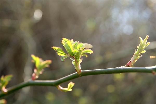百家姓起名:吉姓女孩名字怎么取