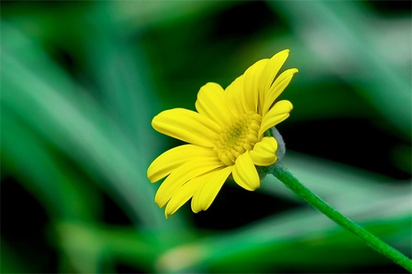 女孩名字大全:兔年黄姓女孩名字大全