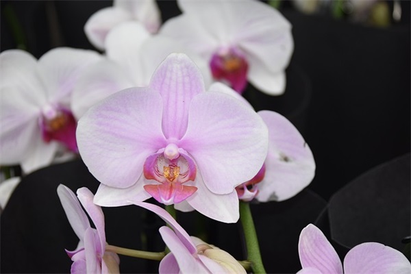 小名乳名大全:给婴儿起小名的注意事项