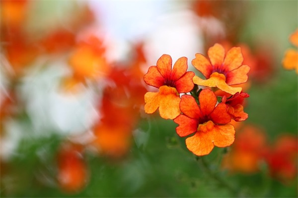 2025狗年好听的女宝宝名字