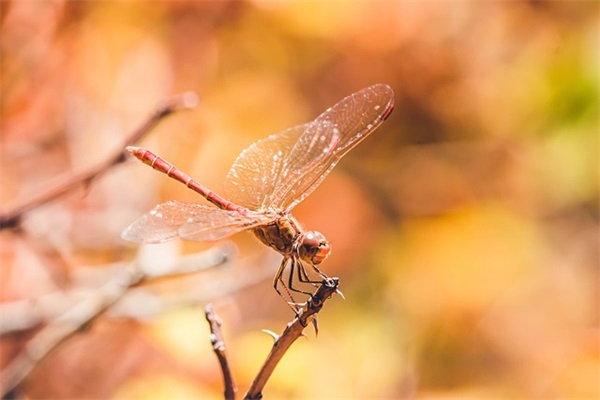 男孩名字大全:羊年男宝宝起名 寓意阳刚福禄