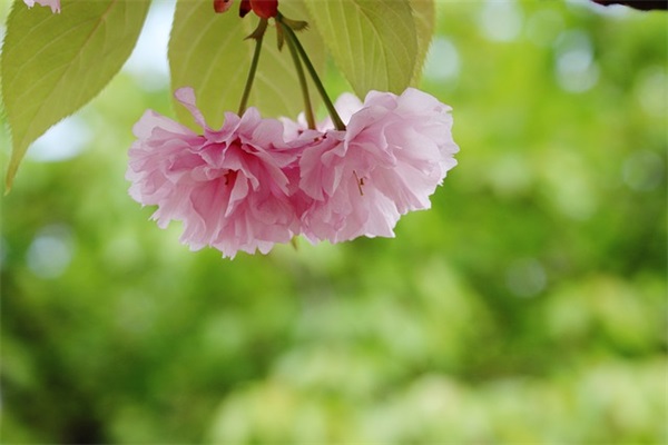 好听的羊年女宝宝名字大全