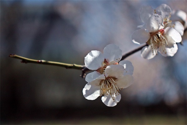 八字取名 女孩起名字大全