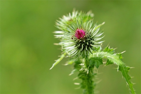 男孩名字大全:叶姓男孩名字大全
