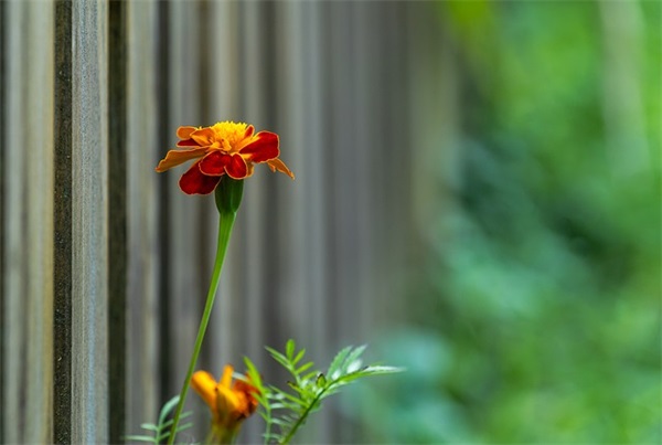 男孩名字大全:采姓的男孩名字大全