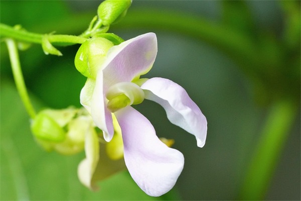 可爱的食物网名