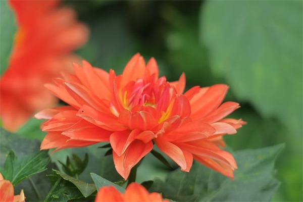 夏字开头的古风网名