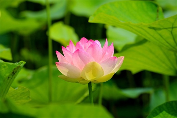 带妹吃鸡的网名