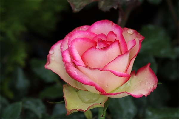 带全的微博网名大全创意