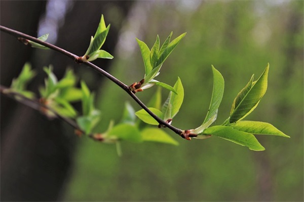 带十这字的网名