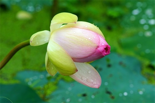 带爱字的和平网名女