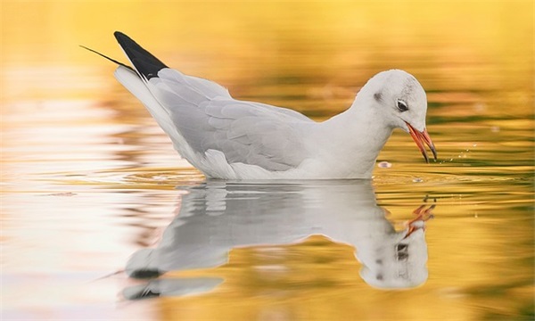 繁体字网名大全