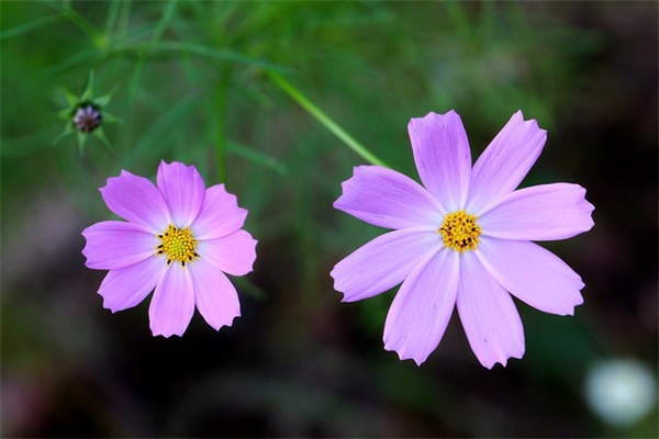 带宠物的点名网名男的