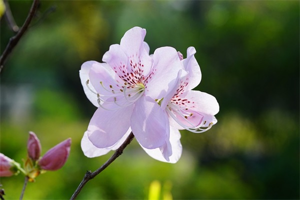 带粗体英语的网名女