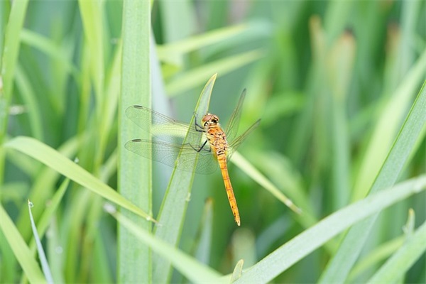 孤独且有深意的名字(200个)