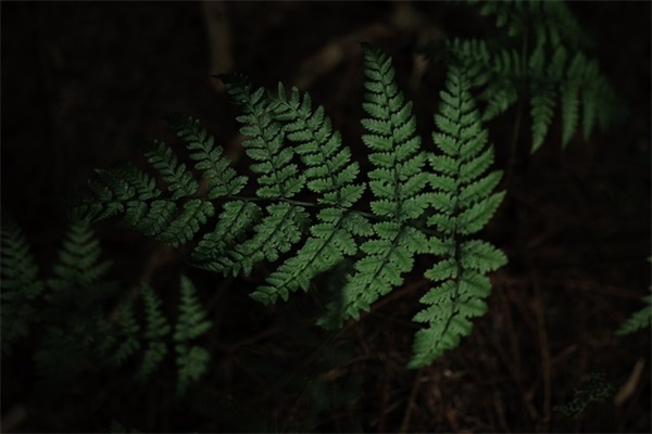 可以增加运气的昵称(精选632个)