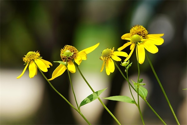 听起来很慵懒的网名(精选108个)