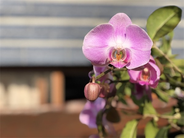 原来苏轼诗词里藏了这么多超仙古风网名游戏名