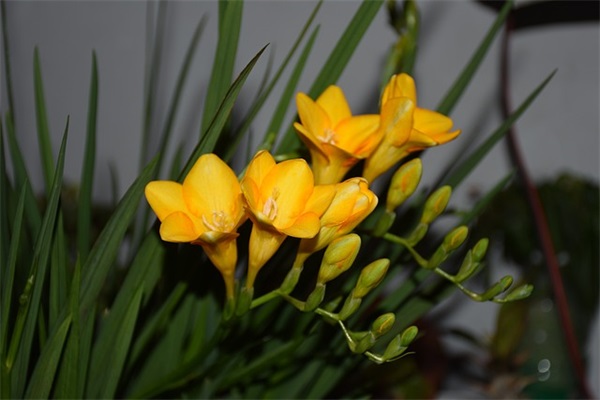 qq女生网名萌新