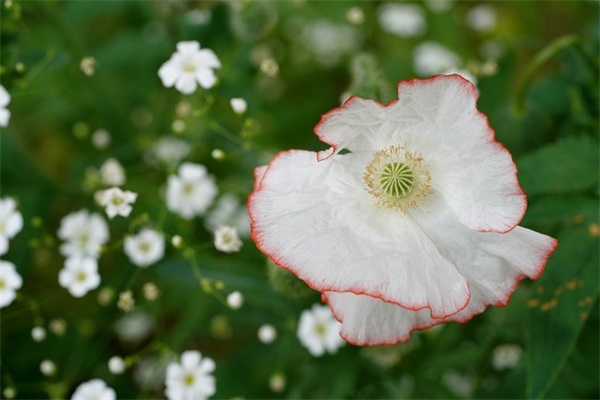 吃货可爱点的网名女生