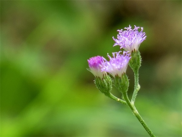 微信网名女两个字简单