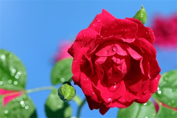 qq网名1个字女生