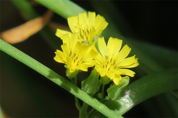 可爱羊的网名女生