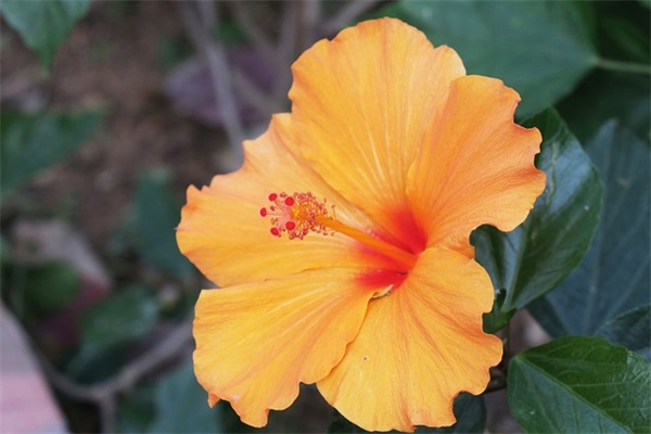 呆萌古风头像女生网名