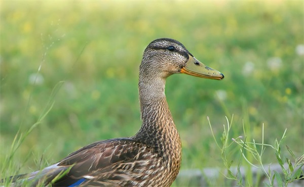 取微信名女生简单气质