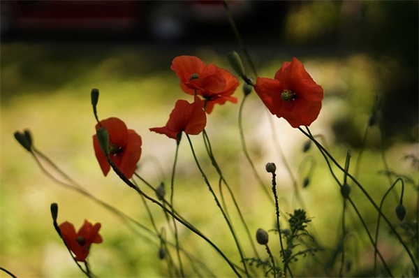 可爱qq女生网名